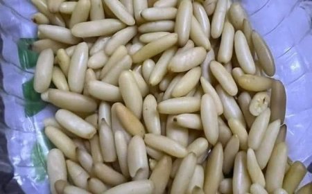 الدكتور مجدى الهوارى يكتب :   الصنوبر و فوائده على جسم الانسان