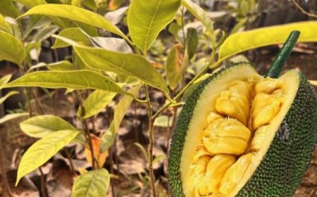 البحوث الزراعية بالقناطر تنجح في زراعة اغلى انواع الفاكهة "الجاك فروت"