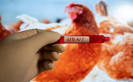 هل ستحدث جائحة H5N1 "إنفلونزا الطيور" خلال فترة حكم ترامب؟