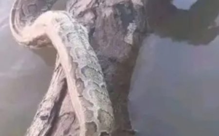 إنتشار الثعابين الضخمة في نهر النيل بـ السودان