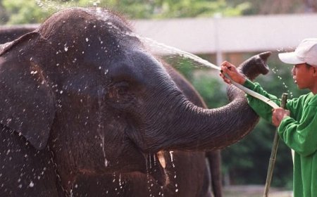 فيل يقتل سائحة إسبانية أثناء استحمامه في محمية تايلاندية