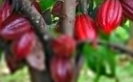 شركة سويسرية تحدث ثورة في إنتاج الكاكاو والقهوة و الشيكولاته