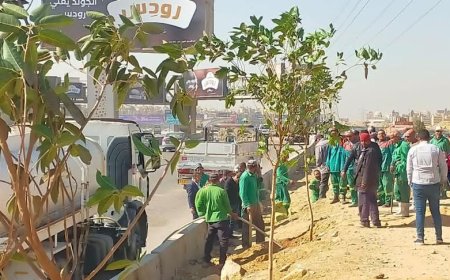 محافظ القاهرة: بدء تشجير الطريق الدائري ضمن مبادرة زراعة 100 مليون شجرة