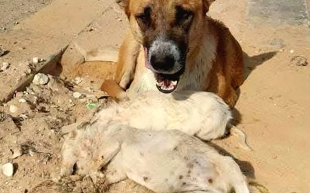 نور التلباني تكتب: الرفق بالحيوان إنسانيتك الحقيقية تظهر هنا