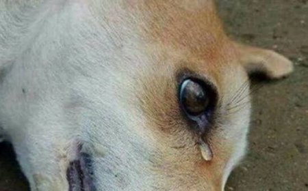 ضبط مهندس متهم بسحل كلب حتى الموت في الشيخ زايد