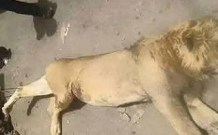 أسد يهاجم عامل في حديقة حيوان الفيوم ويؤدي إلى مصرعه