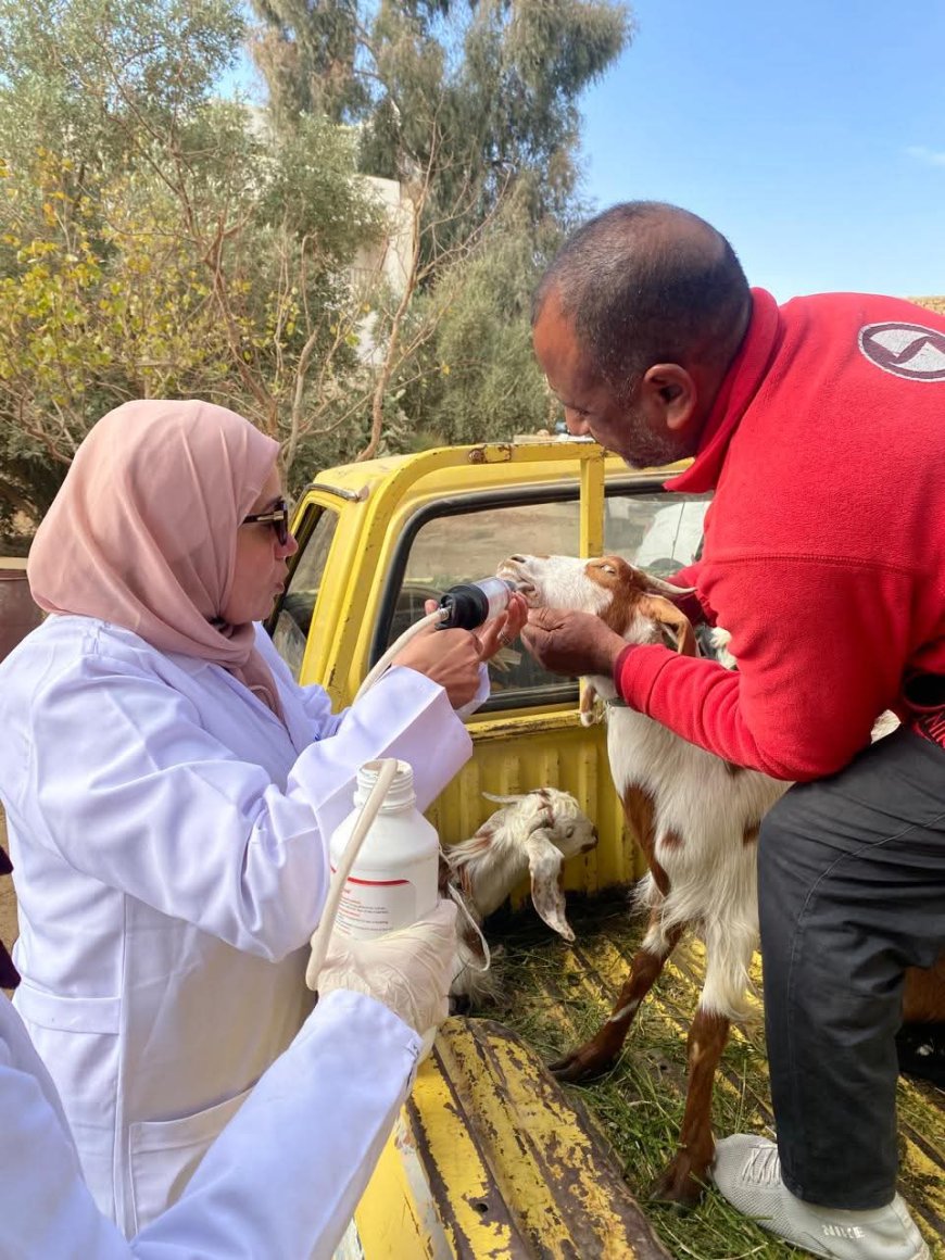 محافظ الجيزة: تحصين 168 الف رأس ماشية ضد الأمراض