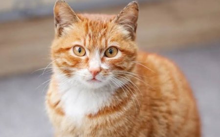 القبض على سيدة خنقت قطة في المقطم.. والتحريات تكشف حالتها النفسية