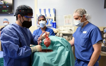 مريضة زرع كلية خنزير تتعافى بعد 3 أشهر وتغادر المستشفى