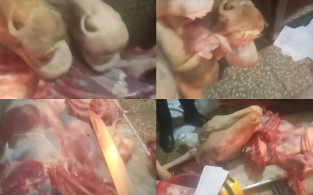 ضبط لحوم وكبد وأرجل خيول فاسدة قبل بيعها للمواطنين في بني سويف