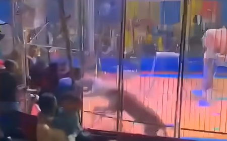 أسد يهاجم عامل سيرك في طنطا ويسبب له إصابات خطيرة