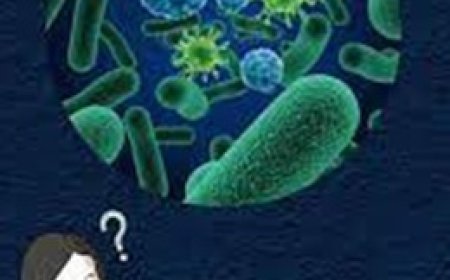 الدراسة تحسم الجدل: البروبيوتيك وحده لا يكفي لحماية أمعائك