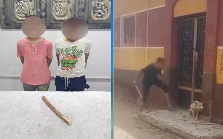 ضبط المتهمين بالتعدي على كلب وتوثيق الواقعة في فيديو متداول على مواقع التواصل