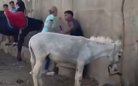 تحقيقات أمنية حول فيديو تعرض حمار للضرب بالكرباج في منطقة أبو الهول