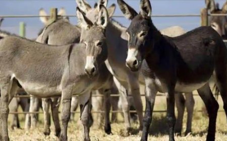 حقيقة فيديو ذبح «الحمير» في المنوفية: لحيوانات السيرك وليس للاستهلاك الآدمي