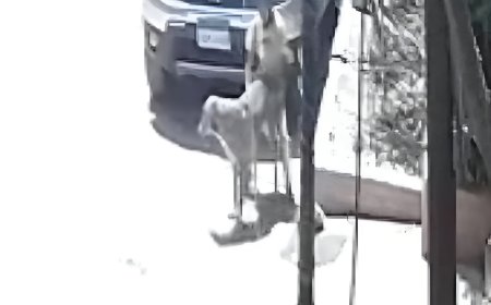 طفل يعتدي جنسيًا على كلب في حدائق الأهرام.. والأمن يتحرك فورًا