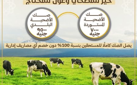 إنطلاق حملة صكوك الأضاحي 1446هـ.. والأوقاف تطرح البلدي بـ9500 والمستورد بـ7000 جنيه