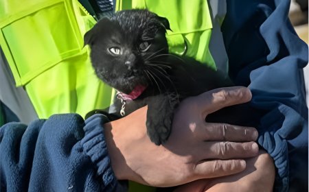 استجابة فورية من الحماية المدنية بالفيوم لإنقاذ قطتين محتجزتين داخل منور عقار