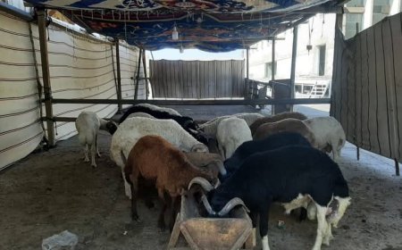 معرض «أهلاً بالعيد» في القاهرة يفتح أبوابه لبيع لحوم الأضاحي بأسعار مخفضة