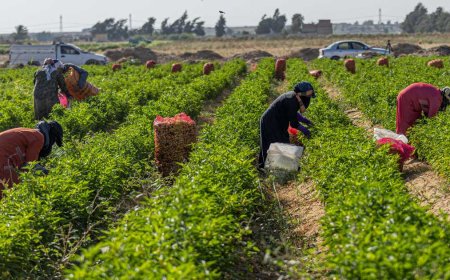 الزراعة المصرية تحصد ثمار التطوير.. الصادرات تتجاوز 4.8 مليون طن