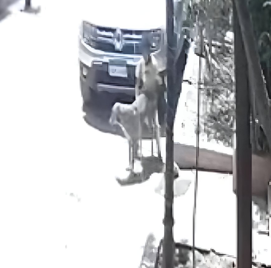 طفل يعتدي جنسيًا على كلب في حدائق الأهرام.. والأمن يتحرك فورًا