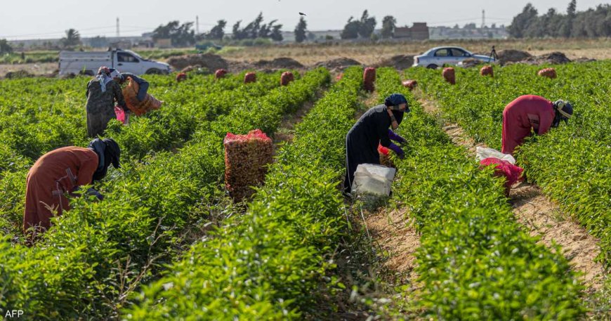 الزراعة المصرية تحصد ثمار التطوير.. الصادرات تتجاوز 4.8 مليون طن