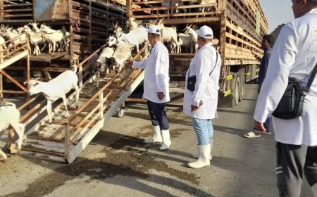 وزارة الزراعة تتابع أعمال البعثة البيطرية المصرية للإشراف علي  الأضاحي بالسعودية