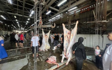 محافظ القاهرة: المجازر تعمل 24 ساعة خلال العيد.. والذبح مجانًا للمواطنين