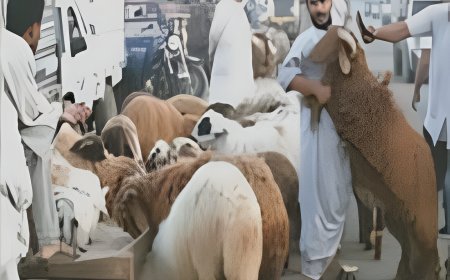 مجازر الدولة تستقبل عشرات الآلاف من الأضاحي خلال عيد الأضحى تحت إشراف بيطري كامل