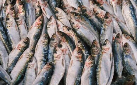 أسعار الأسماك والمأكولات البحرية اليوم السبت 28 يونيو