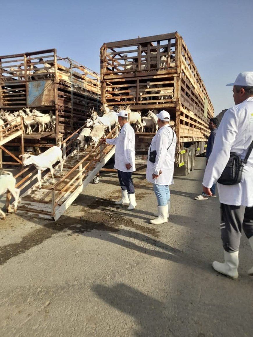 وزارة الزراعة تتابع أعمال البعثة البيطرية المصرية للإشراف علي  الأضاحي بالسعودية