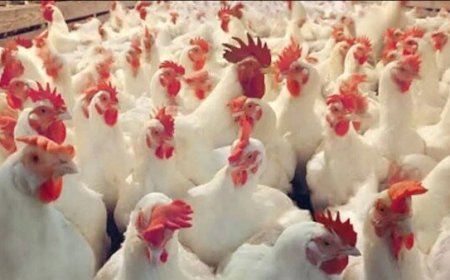 تراجع كبير في أسعار الدواجن والبيض اليوم الأربعاء 2 يوليو 2025.. والبانيه ينخفض 50 جنيهًا