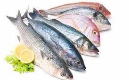 أسعار الأسماك والمأكولات البحرية في بداية اليوم الاربعاء 2 يوليو 2025