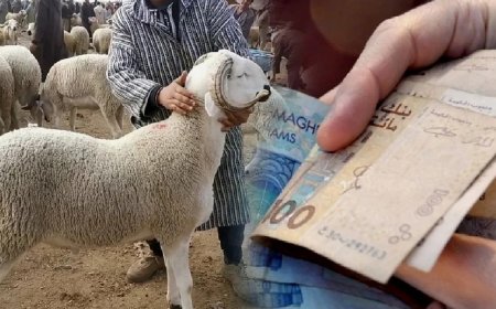 مع انطلاق العد العكسي لموعد عيد الاضحى ، هذه قراءات المغاربة و توقعاتهم لاسعار الاضاحي خلال الايام القادمة