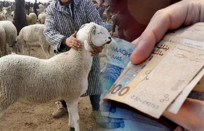 مع انطلاق العد العكسي لموعد عيد الاضحى ، هذه قراءات المغاربة و توقعاتهم لاسعار الاضاحي خلال الايام القادمة